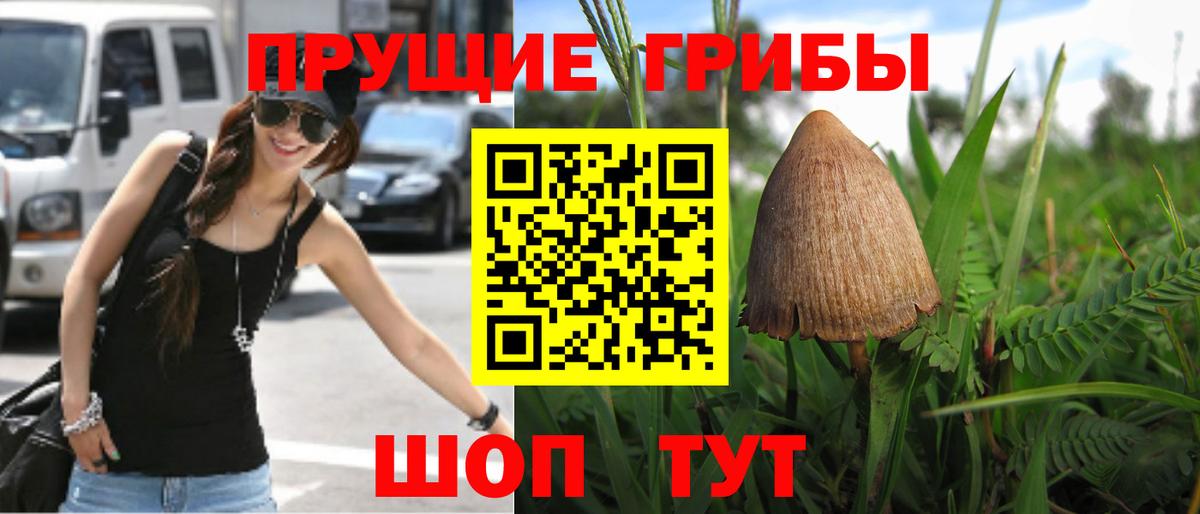 Геленджик  Псилоцибиновые грибы Psilocybe  Вход с VPN 